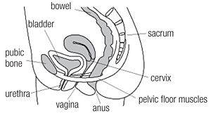 anatomy of the pelvic floor