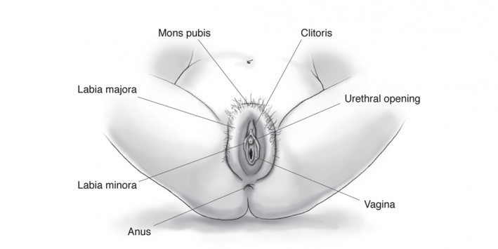 anatomy of the vulva