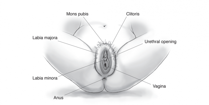 Vulva vs Vagina