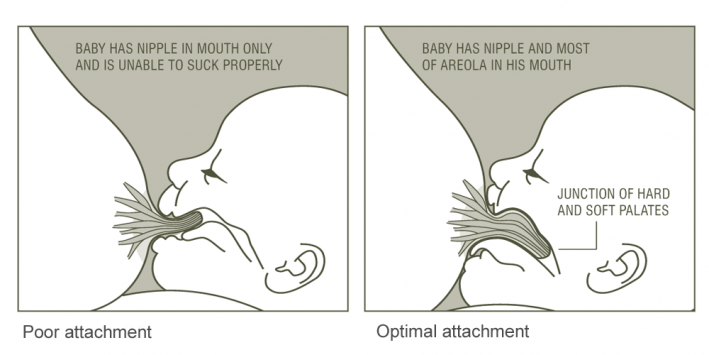 attachement- positioning of baby to breast