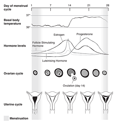 diagram of the menstrual cycle