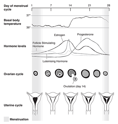 Early period: Causes, is it normal, and when to see a doctor