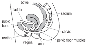 Female pelvic floor 1: anatomy and pathophysiology