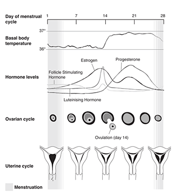 time between ovulation and menstruation